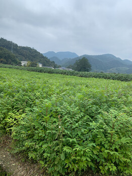 种植黄柏树苗