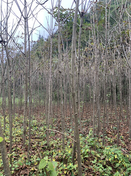 日本七叶树产地,梭椤树