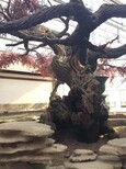 宁波室内仿真假树,仿真植物图片2