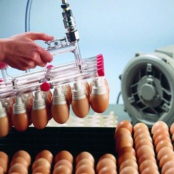 550W鸡蛋吸附搬运码蛋器鸡蛋真空吸附盘风机