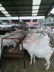 波尔山羊种羊养殖场，波尔山羊多少钱一只