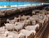 萨能奶山羊养殖场在哪里，萨能奶山羊价格