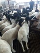 20只杜泊绵羊养一年有多少利润图片