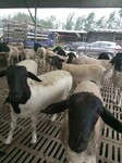 哪里有卖杜泊绵羊种羊的，杜泊种羊多少钱一只