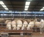 杜泊绵羊养殖场，白头杜泊羊价格，黑头杜泊绵羊多少钱