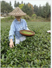 松阳白茶王树章白茶一斤多少钱荒野白茶