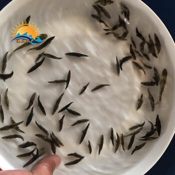 北京昌平底层鱼类批发桂花鱼苗市场形势,斑桂鱼苗