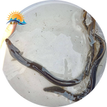广东出售鳗鱼鱼苗8-15厘米花鳗鱼苗价格发货白鳝图片3