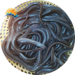广东出售鳗鱼鱼苗8-15厘米花鳗鱼苗价格发货白鳝图片5