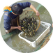 广东黄丫鱼鱼苗出售3-5厘米黄蜂鱼黄辣丁鱼黄颡鱼小鱼苗价格