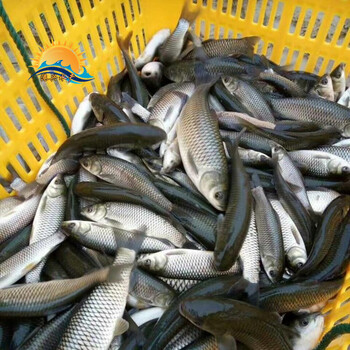 广东草鱼苗淡水养殖6-8厘米鲩鱼鱼苗四大家鱼水花苗出售