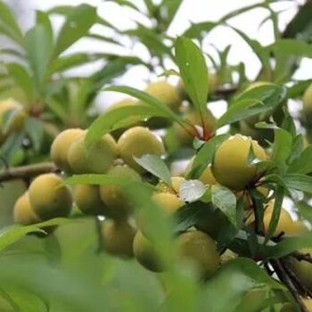 蜂蜜李苗多少錢一株