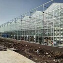 新疆玻璃温室造价