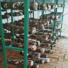 广西种植蘑菇网架