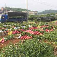 红河油茶苗种植基地