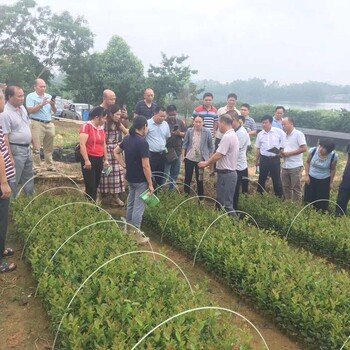 來賓油茶樹苗基地批發(fā)
