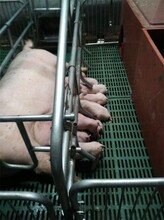 猪用产床双体母猪产床母猪产床价格猪用连体产床