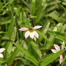 昆明鲜花种植基地，市政工程绿化用花批发昆明生态园图片