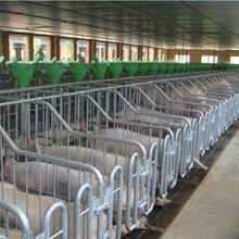 泊头福兴养猪设备普通双体母猪产床欧式产床保育一体床