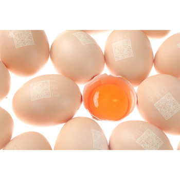 儿童营养鸡蛋-知雨生DHA鸡蛋