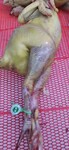 宰杀禽防伪追溯脚环可以扫描追溯品种屠宰日期的鸡脚环