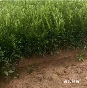 湛江由良柑橘苗價格