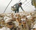 溫室大棚種植香菇的優勢