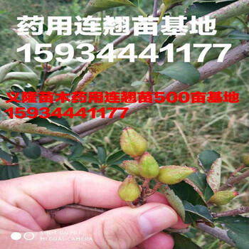 2年连翘苗，0.5粗连翘苗，1米高连翘苗，连翘苗价格