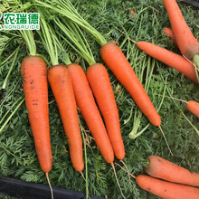 北京胡萝卜种子编织机农瑞德