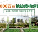 绣球种苗供应基地北京绣球厂家报价批发图片