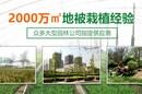 绣球种苗供应基地北京绣球厂家报价批发