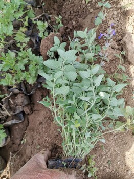 北京荆芥基地，荆芥种苗/营养杯厂家直供，新荆芥价格