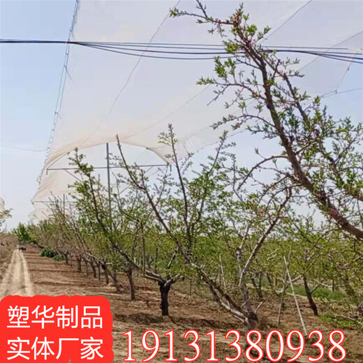 上海销售防雹网服务,果园防雹网
