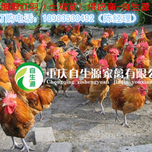 巴中土鸡行情土鸡市场巴中土鸡交易，如何干掉中国土鸡
