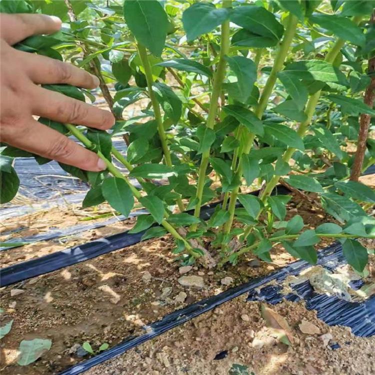 极耐寒蓝莓苗  爱科 晋城极耐寒蓝莓苗种植场