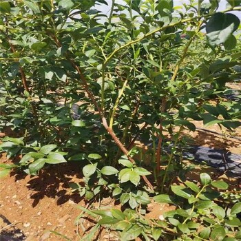郴州优瑞卡蓝莓苗薄雾蓝莓苗爱科种植场