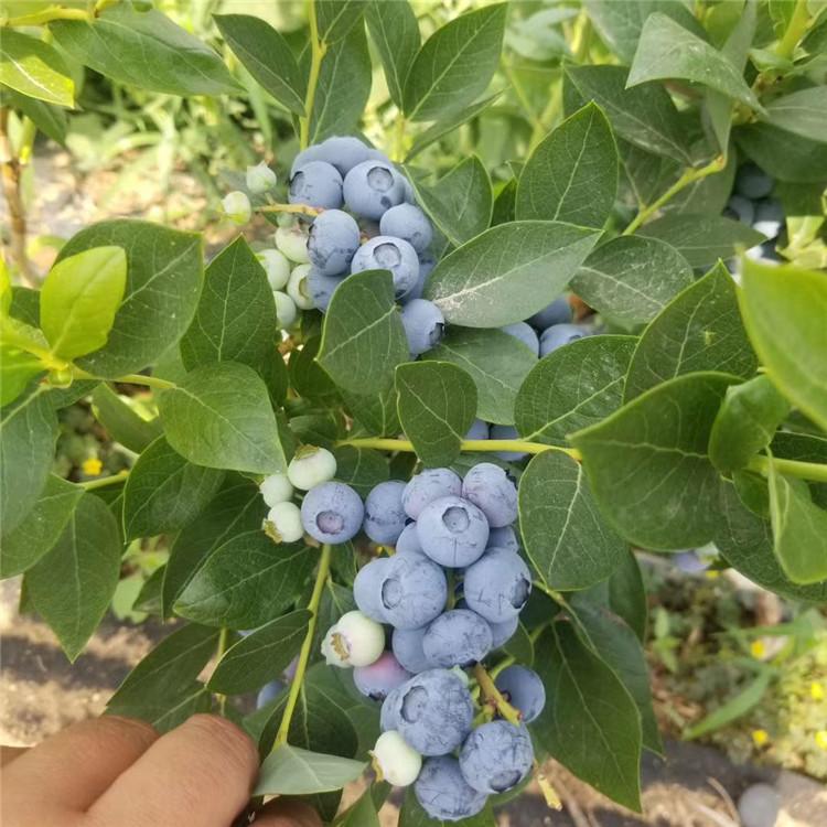 荆门极早熟优瑞卡蓝莓苗 薄雾蓝莓苗 爱科批发基地