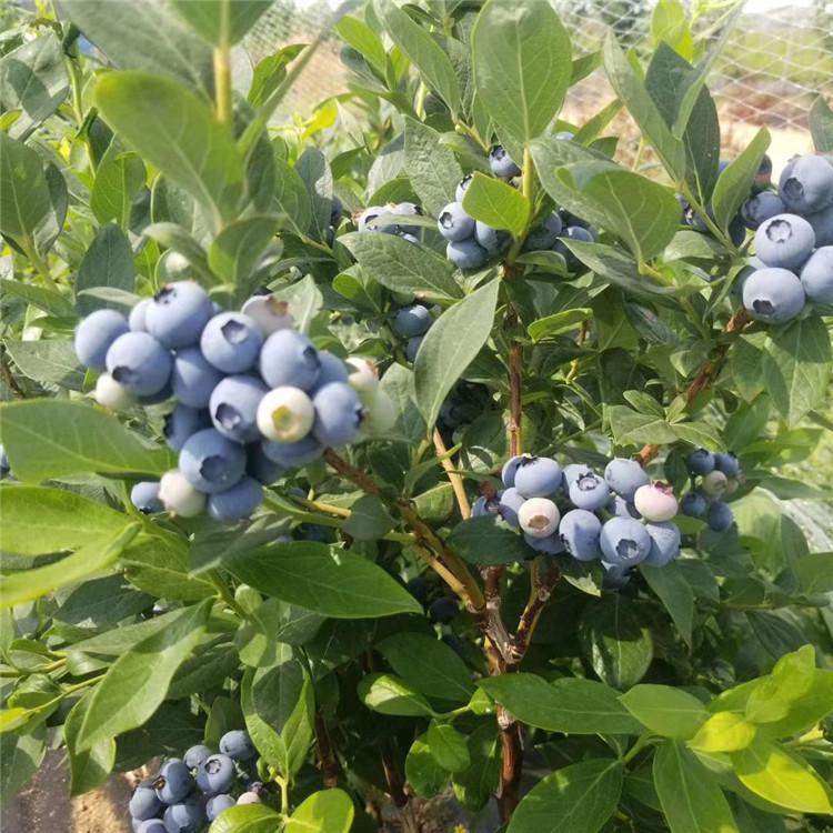 合肥绿宝石蓝莓苗 薄雾蓝莓苗 爱科基地供应