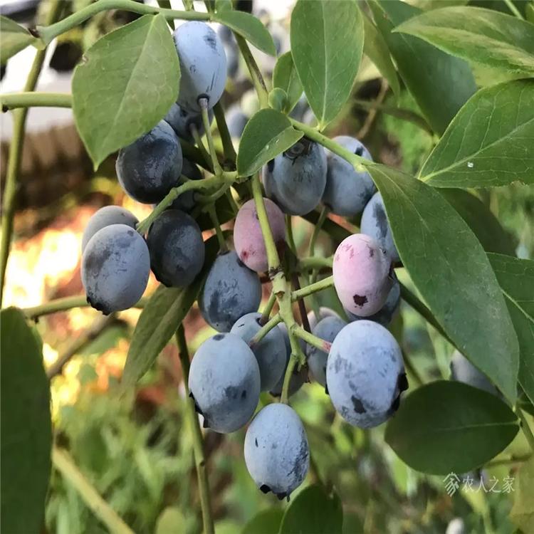 邯郸钱德勒蓝莓苗 云雀蓝莓苗 爱科种植场