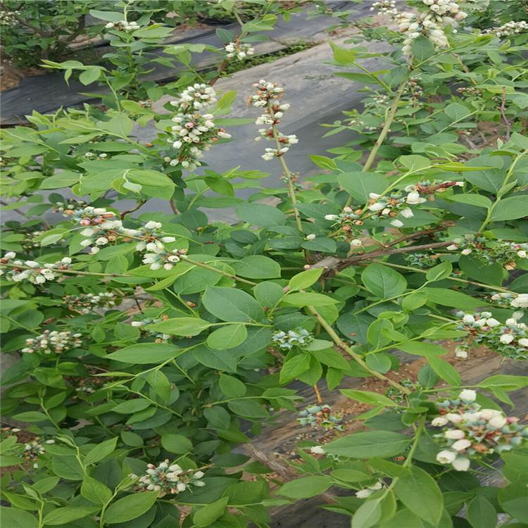 蚌埠錢德勒藍莓苗 法新藍莓苗 愛科廠家