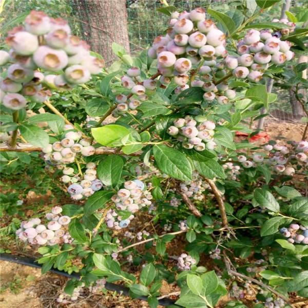 松原追雪蓝莓苗 抗寒蓝莓苗 爱科供应基地