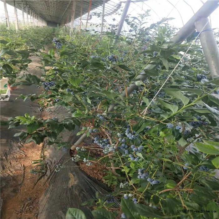 伊春优瑞卡蓝莓苗 薄雾蓝莓苗 爱科种植场