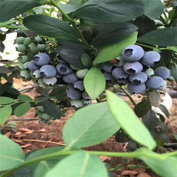 南京绿宝石蓝莓苗薄雾蓝莓苗爱科基地供应