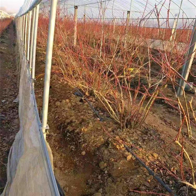 荊門珠寶藍莓苗 頂架藍莓苗 愛科基地供應