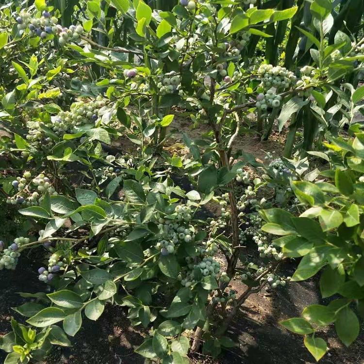 蚌埠耐寒蓝莓苗 智力都克蓝莓苗 爱科种植场
