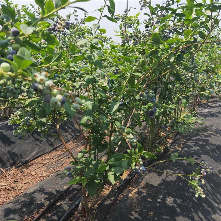 绿宝石蓝莓苗 爱科 赤峰绿宝石蓝莓苗种植场