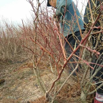 自贡极早熟优瑞卡蓝莓苗极耐寒蓝莓苗爱科种植场