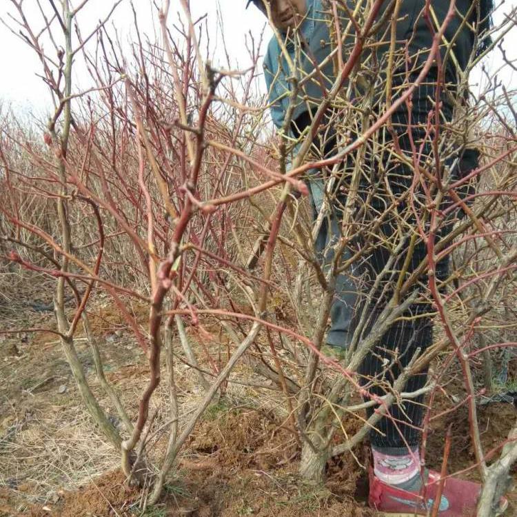 自贡极早熟优瑞卡蓝莓苗 极耐寒蓝莓苗 爱科种植场