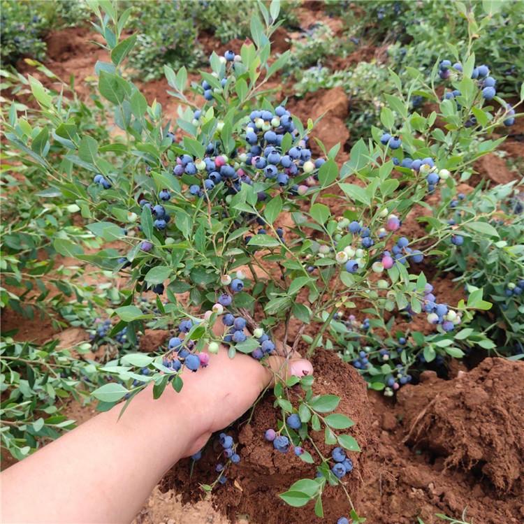 莱克西蓝莓苗 爱科 济南莱克西蓝莓苗种植场