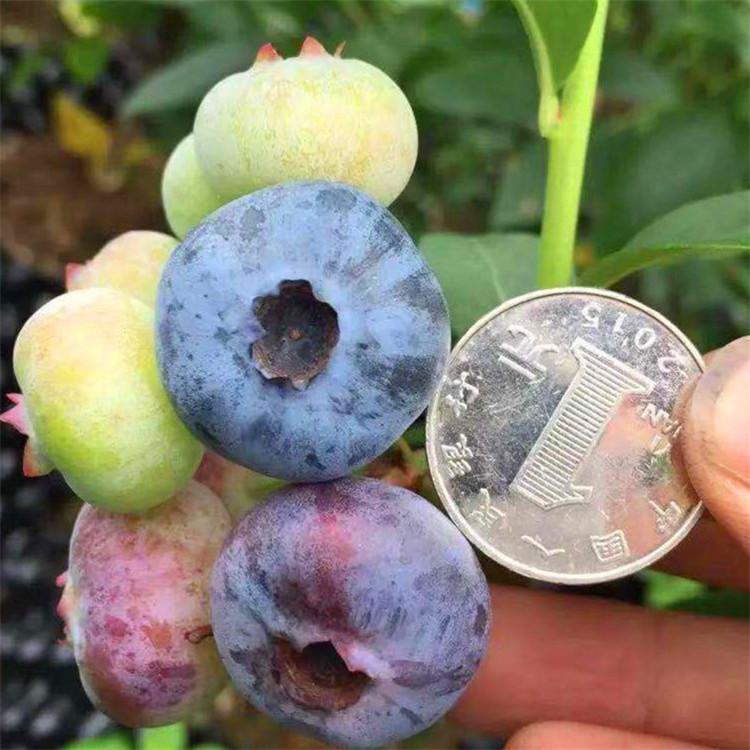 郴州优瑞卡蓝莓苗 薄雾蓝莓苗 爱科种植场